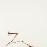 Sea Lace Up Mule